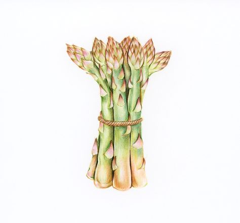 Drawn Vegetables, Illustration Pencil, Hourglass Tattoo, Vegetable Illustration, Free Illustration Images, Hand Images, Best Fruits, Pencil Drawing, Photo Illustration