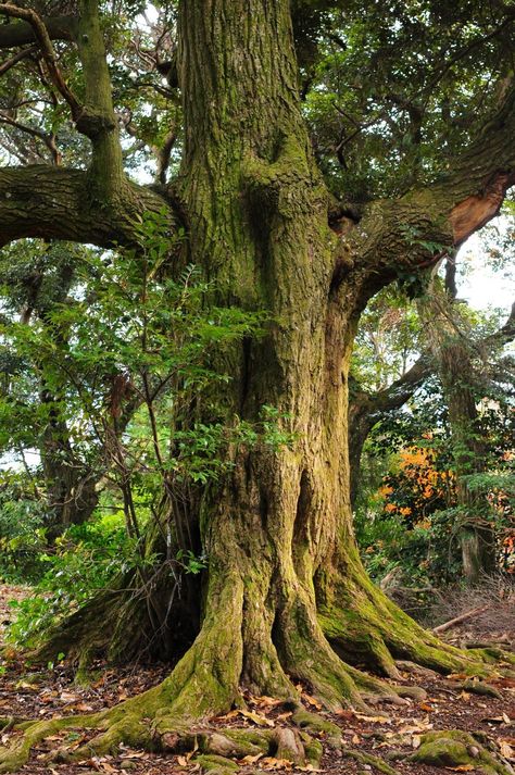 Short Trees, 숲 사진, Weird Trees, Tree Photos, Magical Tree, Forest Path, Old Trees, Ancient Tree, Old Tree