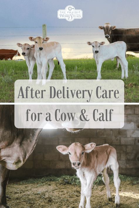 after-delivery care cow and calf Kalbhairav Wallpaper, Cows And Calves, The Prairie Homestead, Miniature Cows, Prairie Homestead, Homesteading Animals, Cow And Calf, Raising Cattle, Raising Farm Animals