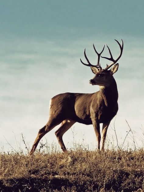 Mule Deer Buck, Buck Antlers, Hummingbirds Photography, Deer Species, Deer Pictures, Deer Painting, Animal Study, Mule Deer, Deer Art