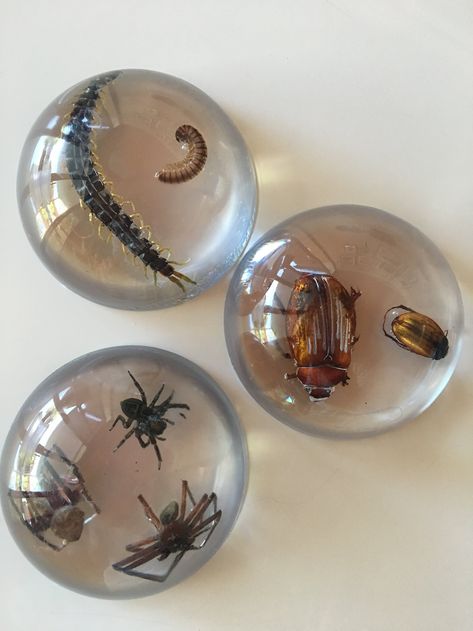 Bug Catching, Seni Resin, Clear Casting Resin, Insect Taxidermy, Making Resin Jewellery, Margaret River, Resin Jewelry Diy, Epoxy Resin Crafts, Art Resin