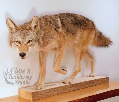 Coyote sneaking mount Coyote Mounts Ideas, Coyote Mounts, Coyote Anatomy, Coyote Jaw Bone, Mountain Lion Mounts Taxidermy, Coyote Mounts Taxidermy, Pretty Animals, Taxidermy, Life Size