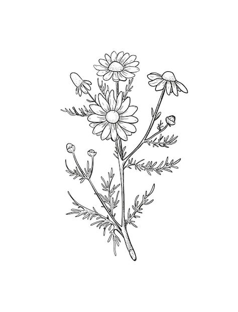 Camille Flower Tattoo, Chamomile Flowers Drawing, Chamomile Flower Tattoo, Camomile Tattoo, Camomile Embroidery, Chamomile Drawing, Chamomile Tattoo, Wild Flowers Drawing, Tiny Flower Tattoos