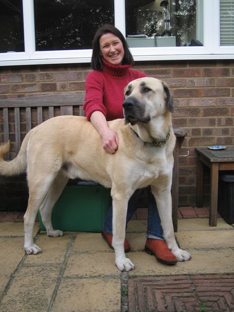 Kangal Dog, Socializing Dogs, Livestock Guardian Dog, Dog Breeds List, Big Dog Breeds, Anatolian Shepherd, Huge Dogs, Large Dog Breeds, Family Dogs