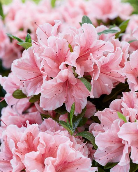 Azelea Aesthetic Flower, Azaleas Bouquet, Azela Flowers, Azealia Flower, Azalea Aesthetic, Flowers Azalea, Flower Azalea, Azaleas Landscaping, Azalea Plant