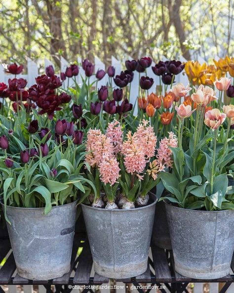 Tulip Container Garden, Potted Tulips Outdoors, Spring Bulbs In Pots, Tulip Container, Tulips In Containers, Tulip Pots, Tulips In Pots, Tulips Garden Design, Potted Tulips