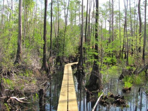 Okefenokee Swamp Park | Official Georgia Tourism & Travel Website | Explore Georgia.org Swamp Cottage, Okefenokee Swamp, Waycross Georgia, Cumberland Island, Observation Tower, Train Tour, Us Road Trip, Georgia On My Mind, Farm Ideas