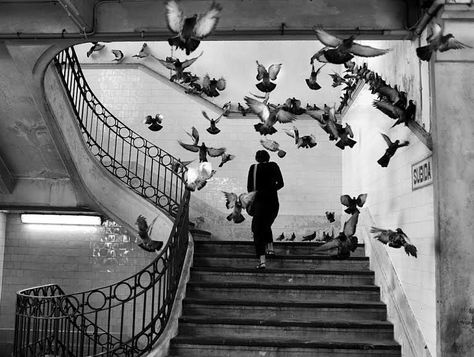 Simple is Beautiful on Instagram: “Photo by Henri Cartier-Bresson  #stairs #pigeon #fly #woman #italy #beautiful #henricartierbresqson #light #tiles #wings #magnumphotos…” Best Street Photographers, Most Famous Photographers, Robert Doisneau, Henri Cartier Bresson, Vivian Maier, History Of Photography, Anais Nin, Famous Photographers, French Photographers