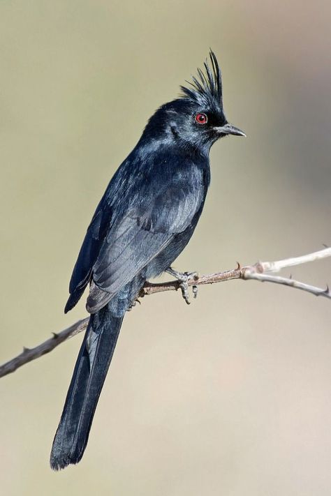 Phainopepla nitens, Phainopepla. The most northerly representative of the silky flycatchers. It is found as far north as central California and south to central Mexico. Their diet consists of berries, any small insects, fruits, vegetables. They have a specialized mechanism in their gizzard that shucks berry skins off the fruit and packs the skins separately from the rest of the fruit into the intestines for more efficient digestion. They are known to imitate the calls of other bird species. Arizona Birds, White Wing, Black Celebration, Southwest Usa, Darkest Hour, Small Insects, Clark County, Central California, Kinds Of Birds