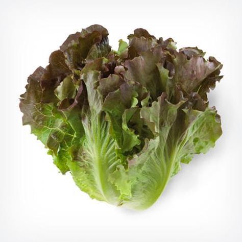 Red Leaf Lettuce, Leaf Lettuce, Photo Elements, Salad Greens, Fruit Photography, Red Leaves, Salad Ingredients, Green Salad, Fresh Vegetables