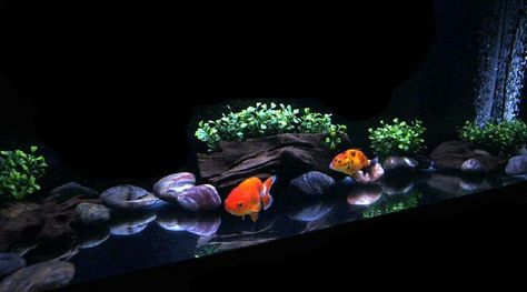 Fancy Goldfish Tank, Goldfish Aquarium, Oranda Goldfish, Goldfish Tank, Fish Tank Themes, Aquarium Setup, Aquascape Aquarium, Home Aquarium, Aquariums