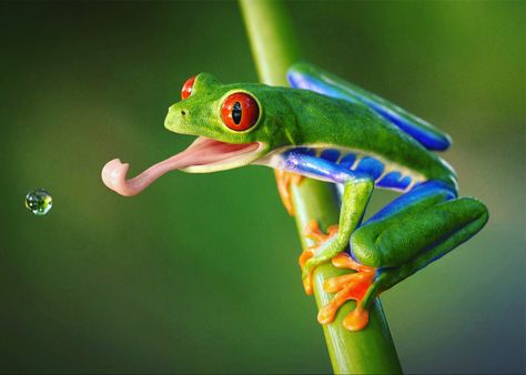 Agalychnis callidryas, known as the red-eyed tree frog, is an arboreal hylid native to Neotropical rainforests in Costa Rica Gandova Manzanillo Wildlife Refuge. The scientific name of the red-eyed tree frog, A. callidryas, comes from the Greek words kalos and dryas. The Gandoca Manzanillo Wildlife Refuge is situated in one of the most stunningly beautiful regions of Costa Rica. The Gandoca Manzanillo Wildlife Refuge is situated in one of the most stunningly beautiful regions of Costa Rica. Red Eyes Tree Frog, Red Eye Frog, Red Eye Tree Frog, Frog Photography, Real Frog, Rainforest Frog, Red Eyed Frog, Frog Food, Frog Photo