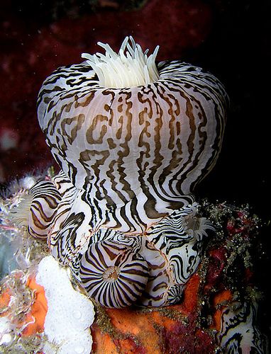 Zebra Striped sea anemone - Nature's Art Leaves Me Breathless.   Just Gorgeous Bizarre Animals, Creature Marine, Cnidaria, Fauna Marina, Life Under The Sea, Beneath The Sea, Sea Anemone, Water Creatures, Beautiful Sea Creatures