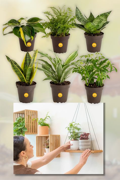 CLEANER AIR: Our variety pack of live air purifying plants helps keep your indoor air fresh and clean by naturally filtering out pollutants and toxins. Many indoor plants also act as natural humidifiers, adding moisture in the air so you can breathe better PERFECT FOR ANY SPACE: Whether you're looking to spruce up your home office or add a touch of greenery to your living room, clean air indoor plants are versatile enough to thrive in any space. Live House Plants, Live House, Air Fresh, Garden Plant Pots, Plant Help, Air Purifying Plants, Houseplants Indoor, Air Purifying, Humidifiers