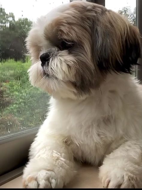 Cute Dogs Shih Tzu, Cute Shih Tzu Wallpaper, Shiz Tzu Puppy, Shi Tzu Hairstyles Short, Cute Shitzu Puppies, Shitsu Dog, Shih Tzu Aesthetic, Shi Tzu Dog, Cute Shih Tzu Puppies