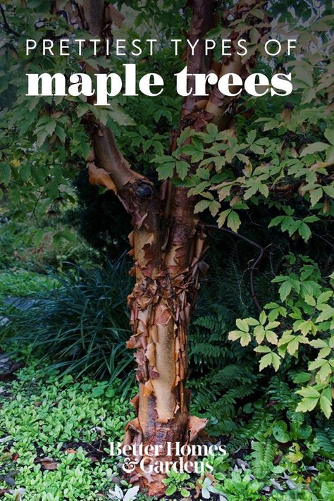 Known for their vibrant fall foliage, maples are some of the most popular landscape trees. No matter what size yard you have or the climate you live in, there's a colorful maple tree variety to fit your growing conditions. #gardenideas #gardening #gardenplants #bhg Under Maple Tree Landscaping, Amur Maple Tree, Black Maple Tree, Maple Trees Landscape, Maple Tree Varieties, Best Shade Trees, Maple Tree Landscape, Coral Bark Maple, Amur Maple