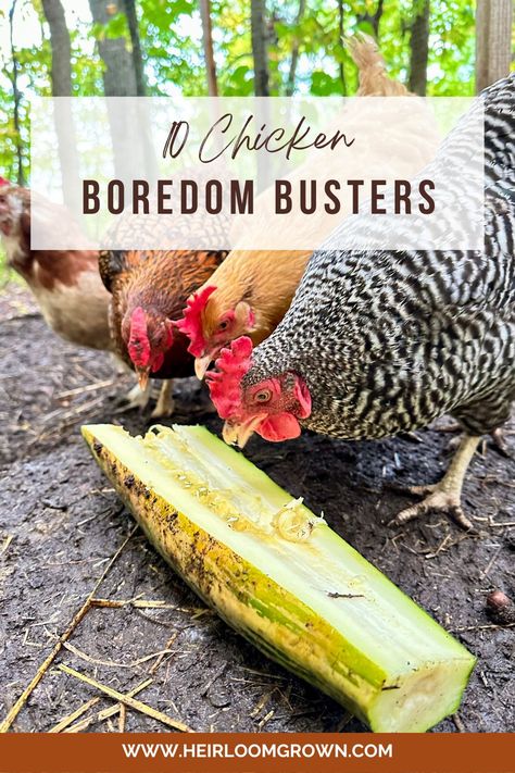 Learn these 10 different boredom busters for your chickens to keep them happy and healthy throughout the year. Things To Keep Chickens Busy, Things For Chickens To Play With, Diy Chicken Boredom Busters, Boredom Busters For Chickens, Chicken Bordem Busters, Chicken Enrichment Ideas, Chicken Boredom Buster, Chicken Enrichment, Chicken Feed Diy