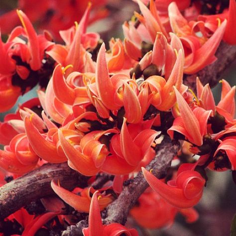 Palash Flower #bangladesh #flowers Palash Flower, Holi Colors, Online Flower Shop, Wonderful Flowers, Beautiful Places To Travel, Lawn And Garden, Exotic Flowers, Flower Images, Front Garden