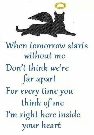 Black Kitty angel -- When tomorrow starts without me. ... Pet Quotes Cat, When Tomorrow Starts, Pet Poems, Katt Grejer, Lost Quotes, Cat Loss, Pet Remembrance, Pet Sympathy, Pet Signs