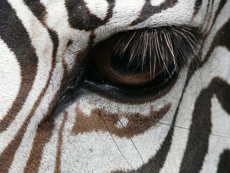 zebra-eye-3 Zebra Eye, Animal Eyes, Zebra Art, Eye Close Up, Horse Eye, Photos Of Eyes, Creative Stuff, Safari Nursery, Cool Sketches