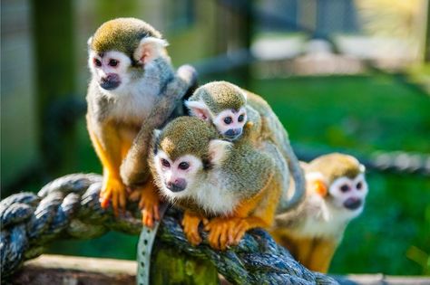 Monkeys of the Peruvian Amazon Rainforest Monkey Pet, Peruvian Amazon, Squirrel Monkey, Howler Monkey, Amazon Forest, Spider Monkey, Small Insects, Bungalow Design, Central American