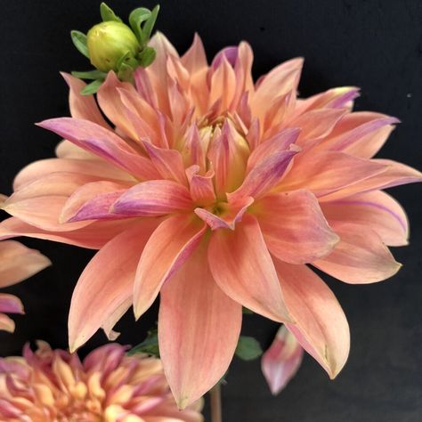 TUBER SHOP — GOLDENROD GARDENS Wedding Dahlias, Dahlia Pompon, October Flowers, Dahlias Wedding, Dahlia Tubers, Apricot Orange, Growing Dahlias, Macro Flower, Beautiful Flowers Photos