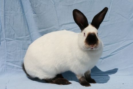 Californian Rabbits * Homemade Rabbit Treats, Bunny Breeds, Himalayan Rabbit, English Lop, French Lop, Simple Animals, English Angora, Rabbit Treats, Flemish Giant