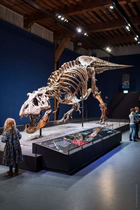 Dino Museum, T Rex Skeleton, Dinosaur Museum, Prehistoric Wildlife, Animal Skeletons, Nature Museum, Jurassic World Dinosaurs, Dinosaur Skeleton, Ancient Animals