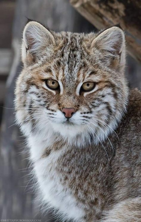 Small Wild Cats, Exotic Cats, Small Cat, Vintage Portraits, Wildlife Animals, Lynx, Beautiful Cats, Places Around The World, Animals Friends