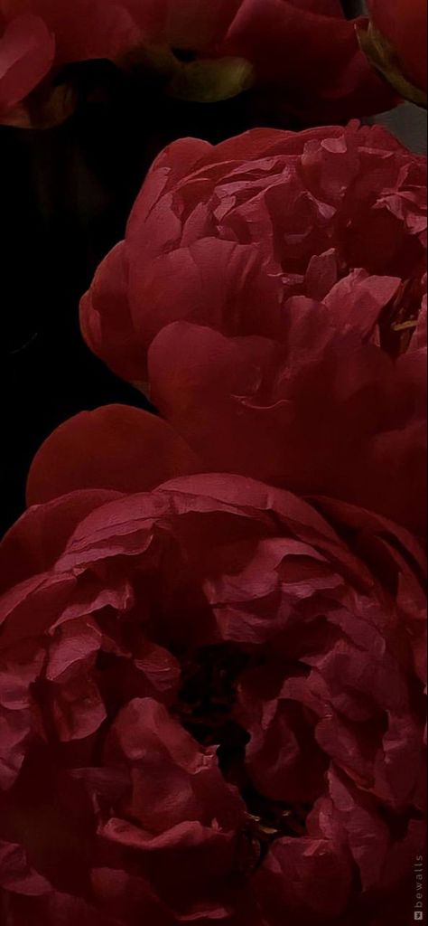 Color Palette Flowers, Red Colour Wallpaper, Instagram Aesthetic Inspiration, Feminine Color Palette, Dark Red Wallpaper, Cherry Wine, Hue Color, Dark Feminine Aesthetic, Aesthetic Inspiration