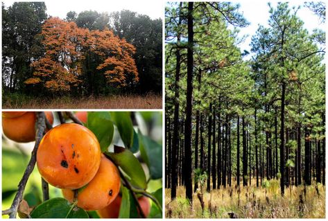 8 Alabama Native Trees to Plant Today Alabama Native Plants, Philippine Native Trees, African Talisay Tree, Tamarisk Tree, Louisiana Trees Spanish Moss, Maple Tree, Colorful Trees, Fruit Plants, Alabama