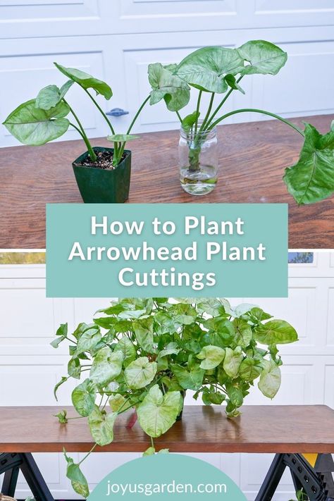 Arrowhead Plants are an easy care houseplant. Arrowhead Plant cuttings, aka Syngonium cuttings, are simple to plant if you follow these planting Arrowhead Plant tips and steps on how to plant arrowhead plant cuttings . #syngoniumhouseplants #houseplantpropagagtiontips Arrowhead Plant Propagation, Plant Repotting, Interior Gardens, Indoor Plant Care Guide, Pothos Plant Care, Propagation Tips, Repotting Plants, Easy Indoor Plants, Plant Inspiration