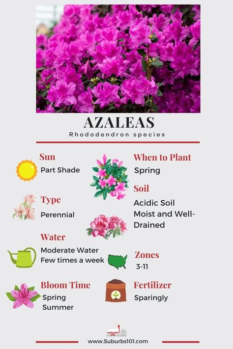 Azaleas Care, Azalea Shrub, Azaleas Garden, Azalea Flower, Poisonous Plants, Parts Of A Plant, Garden Oasis, Flowering Shrubs, Garden Care