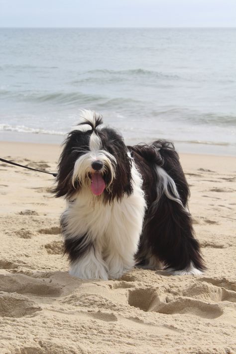 Tibetan Terrier Nana Presents, Tibet Terrier, Dog Types, Tibetan Terrier, Dream Dog, Dog Ideas, Purebred Dogs, Types Of Dogs, Puppy Care