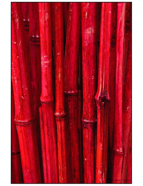 Red Bamboo, via Flickr. Red Bamboo Plant, Bamboo Photography, Sacred Bamboo, Bamboo Landscape, Bamboo Seeds, Growing Bamboo, Bamboo Species, Balinese Garden, Bamboo Grove