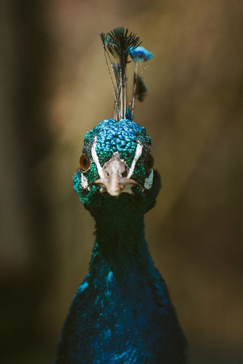 Pati's Photography Front View Portrait, Peacock Photography, Metamorphosis Art, Peacock Pictures, Blue Feathers, Peacock Painting, Art Brown, Brown Home Decor, Bird Wall Art