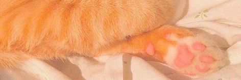 Orange Cat Twitter Header, Red And Orange Twitter Header, Orange Aesthetic Discord Banner, Light Orange Twitter Header, Orange Twitter Banner, Pink And Orange Header, Orange Twt Header, Orange Header Aesthetic, Orange Aesthetic Banner