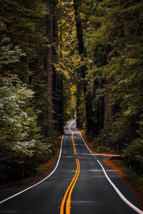 Pretty Landscapes Photography, Redwood Forest California, Avenue Of The Giants, Humboldt Redwoods State Park, Redwoods California, Best Landscape Photography, Landscapes Photography, San Francisco Photos, National Park Photos