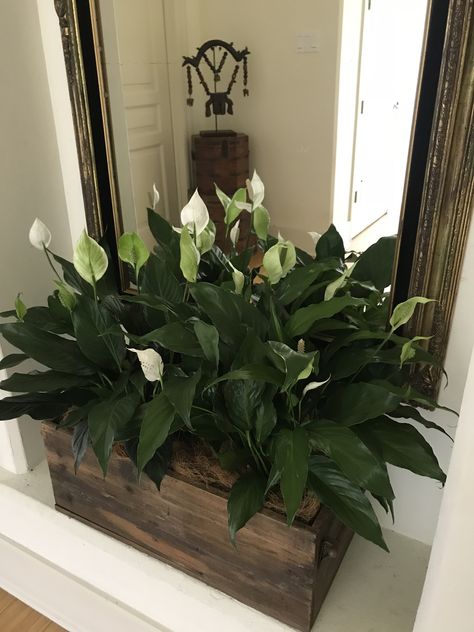 Peace Lily In Bedroom, Peace Lily Home Decor, Giant Peace Lily, White Peace Lily, Big Peace Lily, Peace Lillies, Low Light Plants, Peace Lily, Church Decor