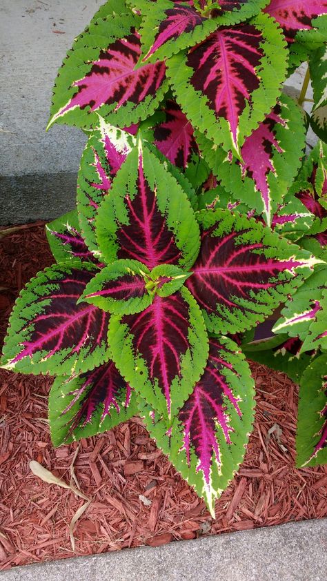 Watermelon  coleus Pink Coleus, Caladium And Coleus, Trailing Coleus, Colorblaze Coleus, Plants Grown In Water, Coleus Wizard Velvet Red, Fern Images, Edging Plants, Balcony Plants