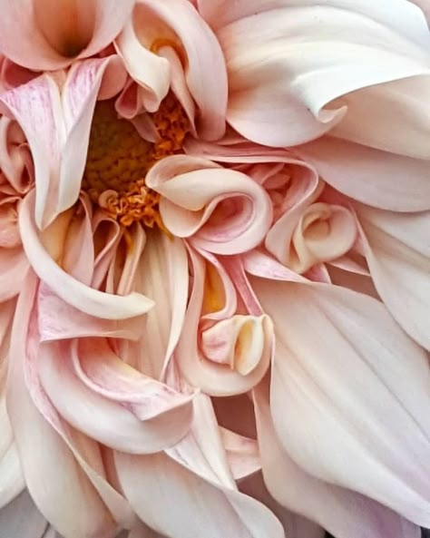 Close Up Flowers Photography, Flowers Photography Peonies, Arrangement Of Flowers, Flower Beauty, Flowers Nature, Flower Photos, Love Flowers, Flowers Photography, My Flower