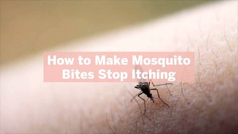 Bug bites can be very itchy and uncomfortable, no matter whether you have a mosquito bite, bee sting, or some other insect that’s left its mark on your skin. check our blog for more information Leftover Parsley, Itchy Bug Bites, Molasses Cookie, Molasses Cookies Recipe, Ginger Molasses, Basic Cookies, Ginger Molasses Cookies, Candied Ginger, Molasses Cookies