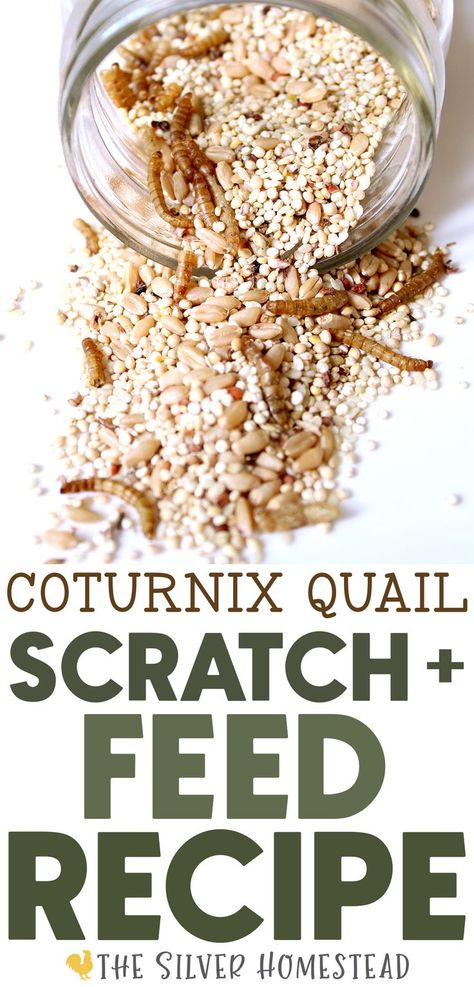 a glass mason jar with seeds and grains spilling out on a white surface with text that reads coturnix quail scratch & feed recipe Quail Feed Recipe, Quail Coop Ideas Diy, Quail Feed, Backyard Quail, Coturnix Quail, Quail Recipes, Quail Coop, Raising Quail, Meal Worms