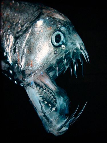 19 Creatures From The Mariana Trench Deep Sea Life, Mariana Trench, Creature Marine, River Monsters, Fauna Marina, Marianas Trench, Deep Sea Creatures, Beautiful Sea Creatures, Underwater Creatures