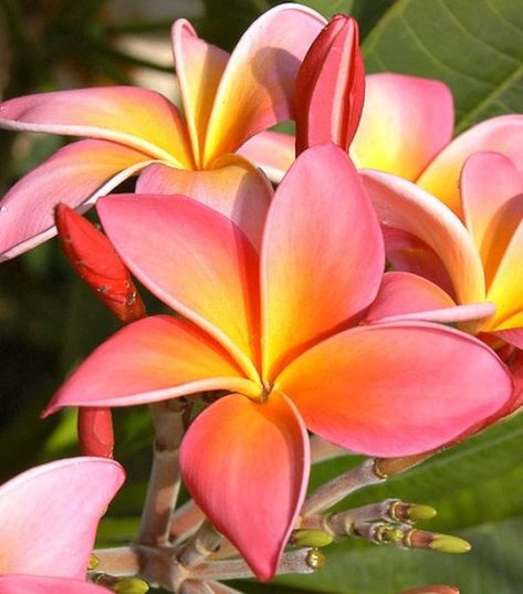 Hawaiian Plumeria Plant Firestorm Easy to Grow OUR GUARANTEE - Etsy Plumeria Plant, Hawaiian Plumeria, Flower Petals, Nature Beauty, Making Out, Ontario, To Grow, Beautiful Flowers, Illustrations