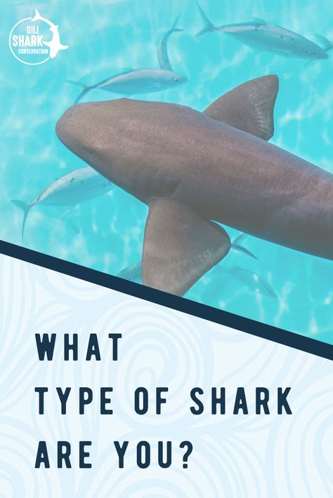 Sharks In Water, Porbeagle Shark, Shark Person, Salmon Shark, Shark Pics, Aesthetic Shark, Blacktip Reef Shark, Silly Shark, Different Types Of Sharks