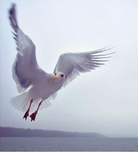 Seagull Illustration, Whidbey Island, House By The Sea, Art Courses, Wild Things, Sea Birds, Illustrations And Posters, In Flight, World Art