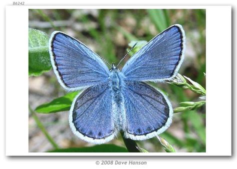 Karner Blue Butterfly, Patio Retreat, Memorial Beads, North And South, Nature Journal, Butterfly Garden, South American, Blue Butterfly, Moth