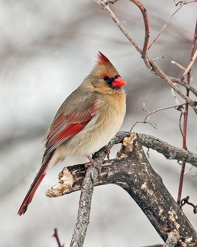 The eggs laid by the female hatch in about 12 days. The cardinal being a year round resident, reflects the rhythm of the number 12.  Twelve can indicate a turn of events or a life changing situation. When the cardinal flies into your life expect a change to occur within 12 days, weeks, months or at the hour of 12.  Because this bird is a year round resident its medicine is available at all times and should be used by those with  this totem whenever a need arises. Cardinal Images, Cardinal Quotes, Cardinal In Winter, Cardinal Pictures, Cardinals Birds, Cardinal Tattoos, Female Cardinal, Cardinal Painting, Cardinal Christmas