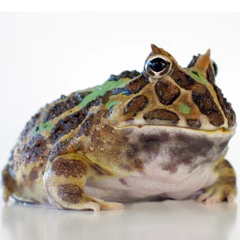 What do Pacman frogs eat? (South American horned frogs) | Petrapedia Pac Man Frog, Frog Food, Horned Frog, Pacman Frog, Pet Frogs, Frog Tattoos, Horned Frogs, Reptiles Pet, Vivarium